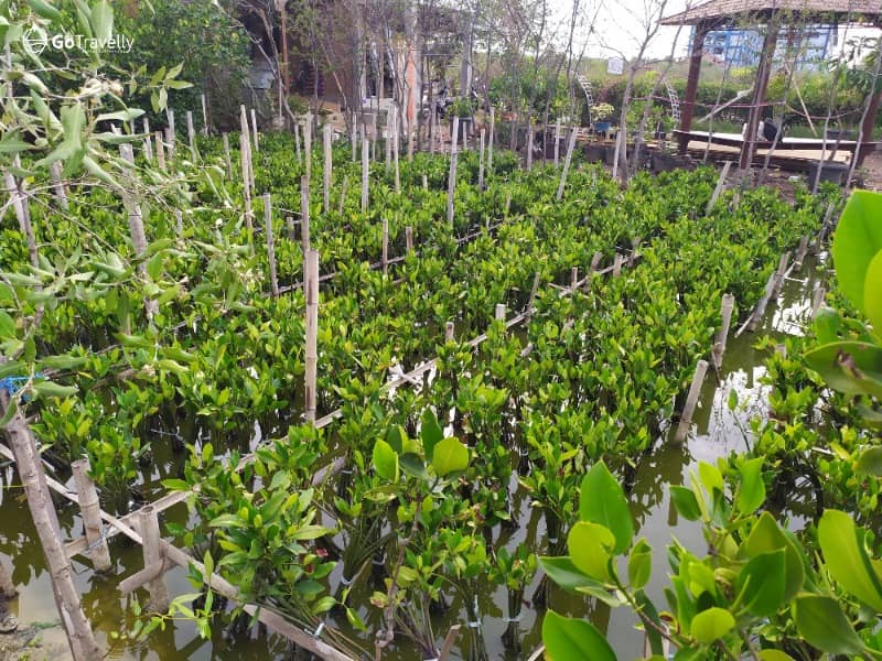 hutan mangrove gunung anyar