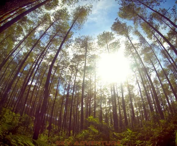Taman Hutan Jaya Giri Lembang