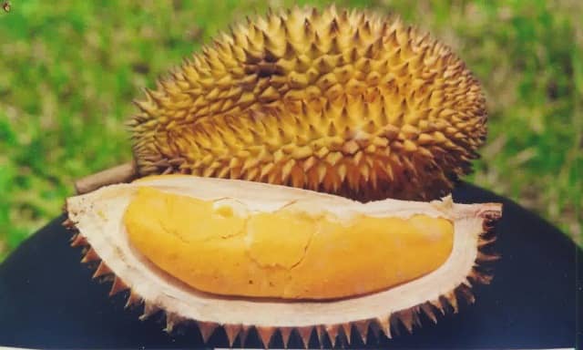 Durian Getar Bumi oleh oleh khas bangka belitung