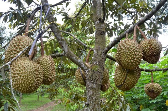 Sentra Kebun Durian Candimulyo