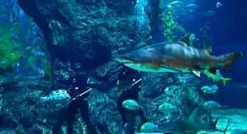 8 Rute Tempat Wisata di Sydney Populer Rekomended