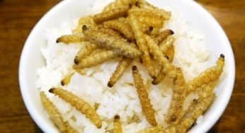 Bukan China, 7 makanan Extreme Ini Ternyata Dari Asli Indonesia