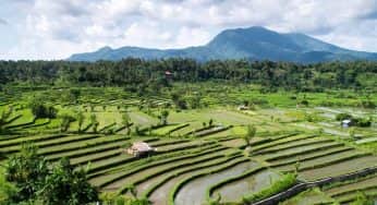 7 Tempat Menikmati Rice Terrace di Bali