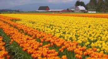 10 Taman Bunga Tulip Dari Seluruh Dunia Mulai Asia Hingga Eropa