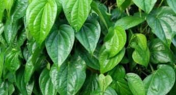 Mengenal 7 Unsur Elemen Tersaji Dalam Tradisi Bubur Suro
