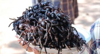 Berani Cobain 10 Kuliner Paling Ekstrim di Dunia?