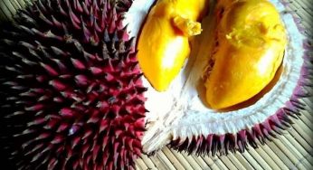 10 Buah Langka Dan Unik Yang Hanya Ada di Kalimantan