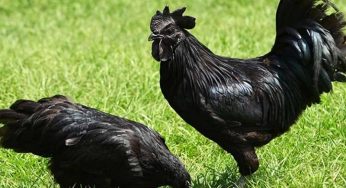 7 Makanan Yang Kerap Dijadikan Sesajen, Temukan Maknanya Disini
