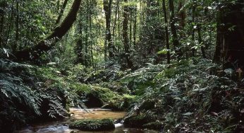 10 Hutan Tertua di Dunia Menantang Untuk Dijelajahi