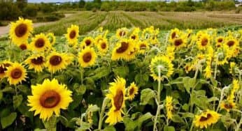 10 Kebun Matahari Paling Indah di Dunia Manjakan Mata