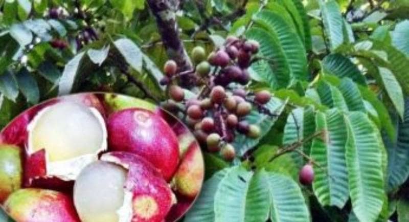 6 Macam Buah Khas Pedalaman Papua,Unik Dengan Ukuran Tak Biasa