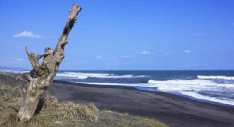 10 Pantai di Indonesia Tawarkan Wisata Melepas Tukik di Pantai