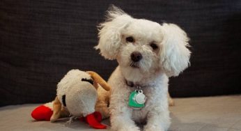 9 Jenis Anjing Lucu dan Gemas yang Bisa Jadi Sobatmu!