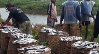 Oleh Oleh Khas Brebes Wajib Kamu Bawa Pulang