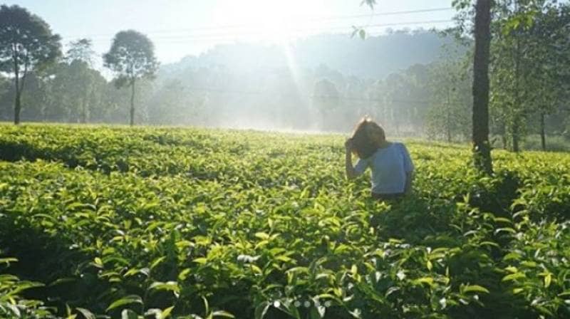kebun teh walini